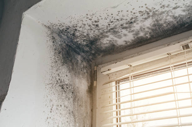 Affordable Mold Cleanup solutions in Boonton, NJ